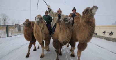 Александр Дмитриев - Дмитрий Комаров - Дмитрий Комаров покажет самые масштабные зимние гонки северных верблюдов - tsn.ua - Китай - Монголия