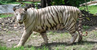 Одинокий тигр прошел три тысячи километров ради самки - ren.tv - Индия