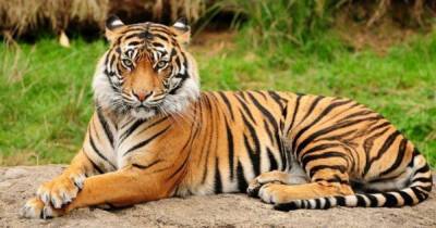 Сценарий для фильма: одинокий тигр прошел по Индии 3000 км в поисках подруги - focus.ua - Индия - India - штат Махараштра