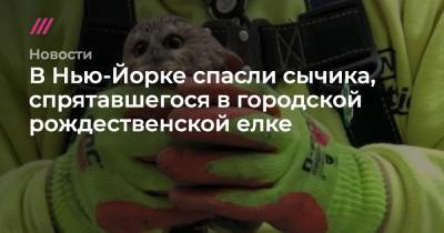 В Нью-Йорке спасли сычика, спрятавшегося в городской рождественской елке - tvrain.ru - Нью-Йорк - Нью-Йорк