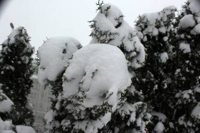 В Украине выпало до 8 сантиметров снега: в каких областях - news.24tv.ua - Украина