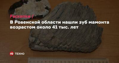 В Ровенской области нашли зуб мамонта возрастом около 41 тыс. лет - nv.ua - Ровенская обл.