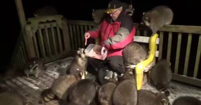 "Заклинатель енотов": ютуб покорило видео, на котором мужчина кормит полосатых животных сосисками - tsn.ua - Канада - провинция Новая Шотландия
