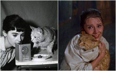 Одри Хепберн - Как кот из фильма Завтрак у Тиффани помогал спасать бездомных животных - skuke.net