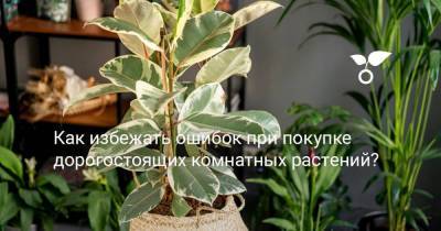 Как избежать ошибок при покупке дорогостоящих комнатных растений? - skuke.net