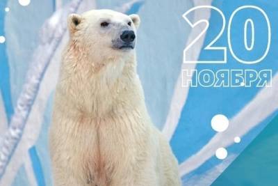 Белая медведица Герда отмечает день рождения в Новосибирском зоопарке - novos.mk.ru - Россия