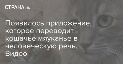 Появилось приложение, которое переводит кошачье мяуканье в человеческую речь. Видео - strana.ua