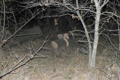 На Ставрополье следствие проверяет трагедию с деревом-убийцей - kavkaz.mk.ru - Ставрополье