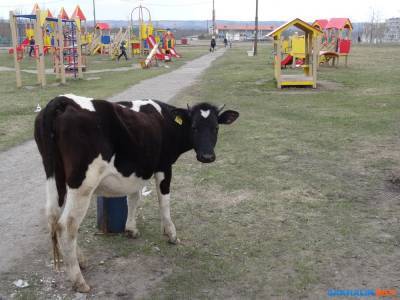 Чтобы коровы не бродили по Углегорску, мэр выделит землю и пастуха - sakhalin.info - Южно-Сахалинск - Углегорск