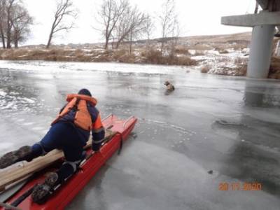 В Башкирии спасли провалившуюся под лёд собаку - ufatime.ru - Башкирия - район Туймазинский