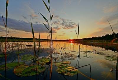 Жители Соснового Бора просят спасти уникальное озеро - online47.ru - Сосновый Бор