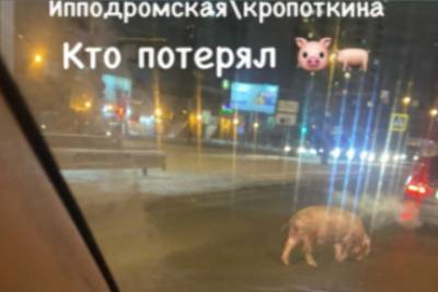 По улицам Новосибирска бегал испуганный поросенок - novos.mk.ru - Новосибирск