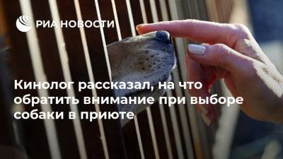 Владимир Голубев - Кинолог рассказал, на что обратить внимание при выборе собаки в приюте - ria.ru - Москва - Россия