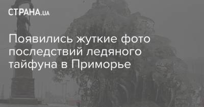 Появились жуткие фото последствий ледяного тайфуна в Приморье - strana.ua - Приморье край - Филиппины