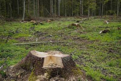 В Алексеевском районе зарегистрировано незаконное уничтожение деревьев - oren.mk.ru - с. Троицкое