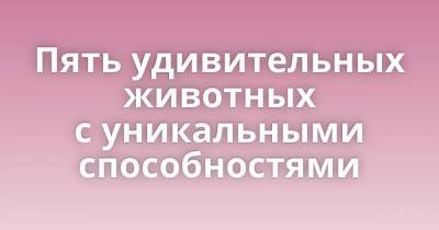 Куба - Пять удивительных животных с уникальными способностями - skuke.net