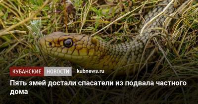 Пять змей достали спасатели из подвала частного дома - kubnews.ru - Новороссийск - район Крымский