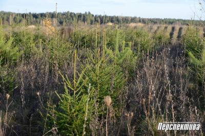 Зеленые плантации: где в Гродненском районе выращивают новогодние деревья? (+видео) - grodnonews.by