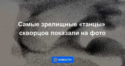 Анна Лысенко - Самые зрелищные «танцы» скворцов показали на фото - news.mail.ru - Дания