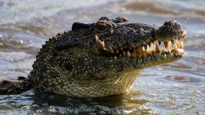 Видео: Житель Флориды голыми руками залез в пасть к аллигатору и вызволил щенка - 5-tv.ru - США - шт.Флорида - Америка