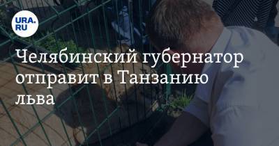 Алексей Текслер - Карен Даллакян - Челябинский губернатор отправит в Танзанию льва - ura.news - Челябинская обл. - Челябинск - Танзания