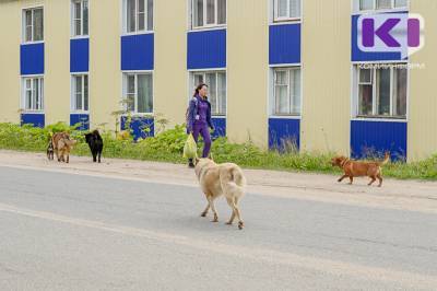 Администрация Прилузья определилась с подрядчиком на отлов безнадзорных животных - komiinform.ru - Сосногорск