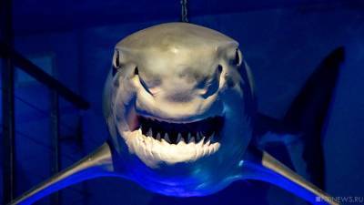 Елен Васильев - Четырехметровая акула убила купальщика на популярном пляже - newdaynews.ru - Австралия