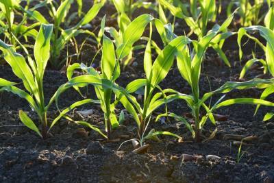 В Украине фиксируют самый низкий за 5 лет урожай кукурузы - epravda.com.ua - Украина - Аграрии