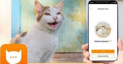 Инженер Amazon создал переводчик кошачьего языка - skuke.net - Новости
