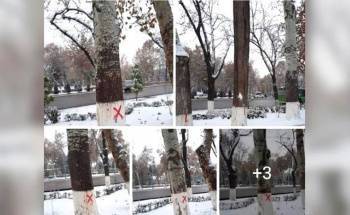 В Госкомэкологии прокомментировали слухи о вырубке деревьев возле дворца "Туркестан" - podrobno.uz - Узбекистан - Туркестан - Ташкент - Туркестан