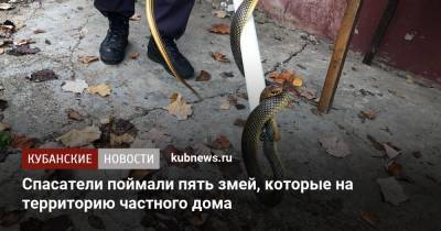 Спасатели поймали пять змей, которые на территорию частного дома - kubnews.ru - Россия - Краснодар