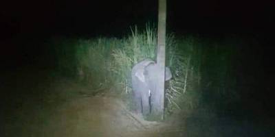 Самый милый преступник. Слоненок кушал сахарный тростник и попытался спрятаться за фонарным столбом, когда его увидели люди — фото - nv.ua - Таиланд