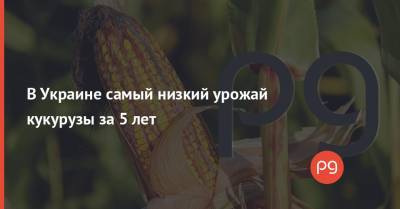 В Украине самый низкий урожай кукурузы за 5 лет - thepage.ua - США - Украина - Аграрии