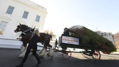 Мелания Трамп - Вирджиния - В Белый дом доставили рождественскую елку - golos-ameriki.ru - США