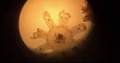 В Музее Мирового океана сняли на видео появившихся на свет медуз - klops.ru