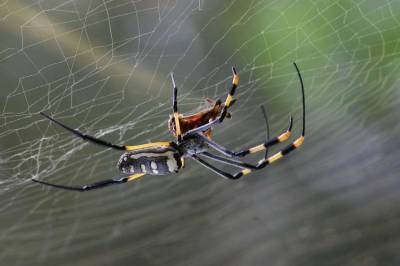 Ученые объяснили, почему не следует убивать пауков в доме - lenta.ua - США - шт.Северная Каролина