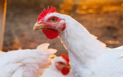 На гормонах? Почему фабричные курицы больше домашних - korrespondent.net
