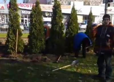 В Днепре массово избавляются от деревьев, горожане не стерпели: "Росла такая красота, а теперь..." - dnepr.politeka.net - Киев - Одесса