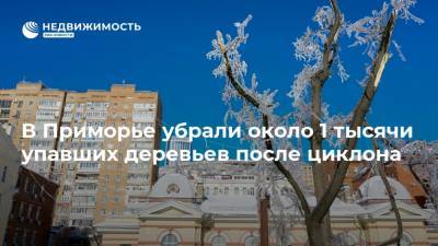 В Приморье убрали около 1 тысячи упавших деревьев после циклона - realty.ria.ru - Москва - Россия - Приморье край - Владивосток