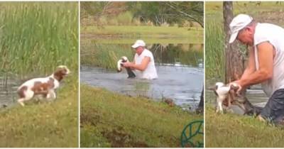 Битва за щенка: 74-летний мужчина вырвал свою собачку из пасти аллигатора и стал героем Интернета (видео) - tsn.ua - США - шт.Флорида