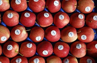 Гадз экспортирует яблоки в Великобританию - agroportal.ua - Англия