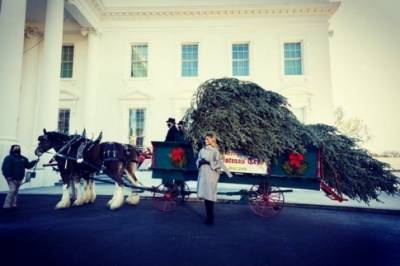 Мелания Трамп - Мелания Трамп готовится в последний раз в качестве первой леди украсить президентскую елку (ВИДЕО) - enovosty.com - США - штат Виргиния