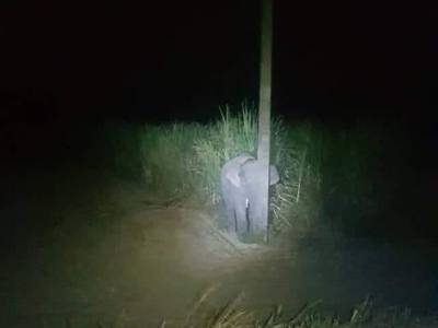 "Очаровательный нарушитель". В Таиланде слоненок воровал у фермеров сахарный тростник и прятался от людей за столбом - gordonua.com - Таиланд