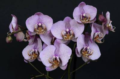 Три радикальных метода, которые помогут вашим орхидеям зацвести - skuke.net