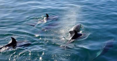 На побережье Новой Зеландии нашли более сотни погибших дельфинов - tsn.ua - Новая Зеландия - Одесса