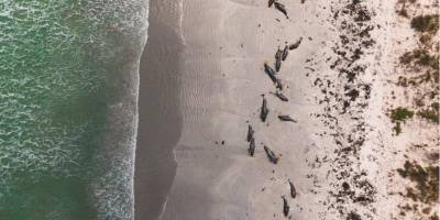 В Новой Зеландии более сотни черных дельфинов и афалин выбросились на берег и погибли - nv.ua - Украина - Новая Зеландия