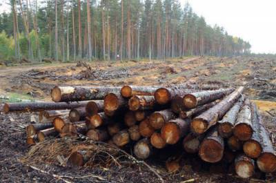 Анатолий Артамонов - Кабмин утвердил правила учёта древесины на 2021-2026 годы - pnp.ru - Россия