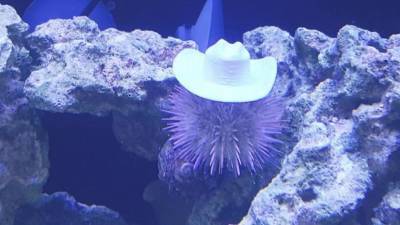 Когда аквариумные жители стильнее тебя: для морских ежей проектируют дизайнерские шляпы - 24tv.ua