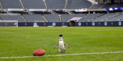 В Чикаго пингвины погуляли по футбольному полю — видео - nv.ua - США