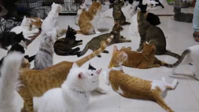 Женщина в Омане поселила дома 480 кошек и 12 собак (видео) - tvc.ru - Оман - Маскат